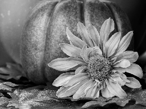 pumpkin, Colourfull Flowers
