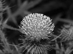 teasel, Colourfull Flowers