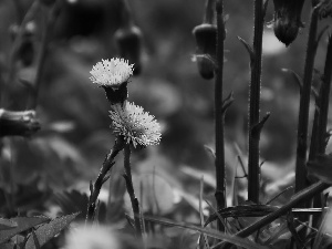 coltsfoot, Yellow, Flowers, common