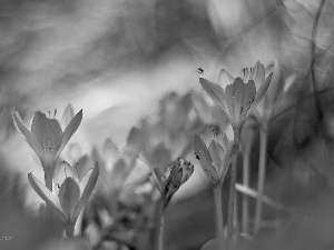 Flowers, lilac, crocuses