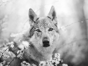 dog, Twigs, Flowers, Czechoslovakian Wolfdog