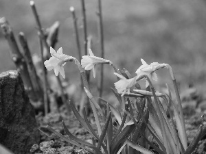 Daffodils, Flowers