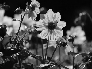 Flowers, Yellow, dahlias