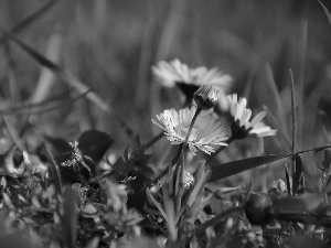 daisies, Flowers