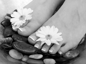 Foot, Spa, Flowers, daisy, White, Stones