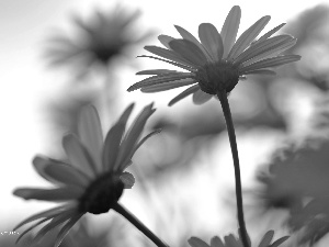 Flowers, Yellow, daisy