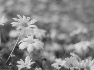 Flowers, Yellow, daisy