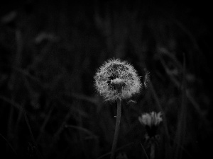 Common Dandelion, nature, Flowers