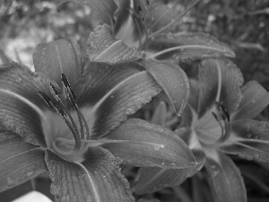 Daylilies, Flowers