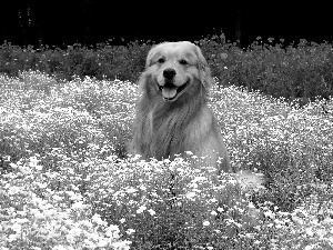 dog, retriever, Flowers, golden