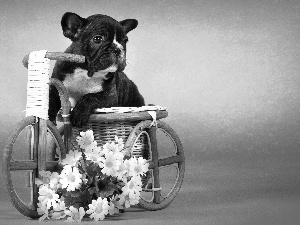 doggy, Flowers