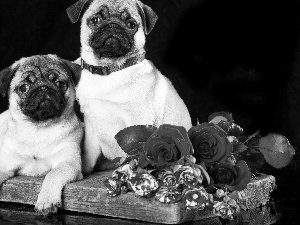 Dogs, pugs, Flowers, puppies