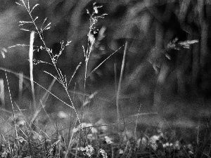 dry, Wildflowers, Flowers, grass