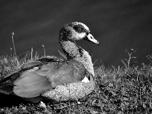 duck, Wildflowers, Flowers, Meadow