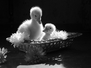 Flowers, basket, ducks