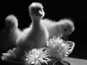 ducks, Flowers