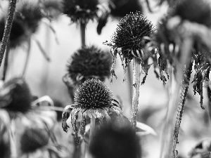 echinacea, fades, Flowers, withered