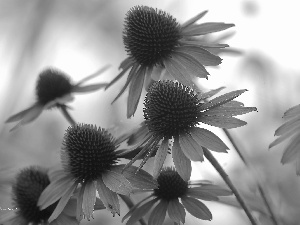 Flowers, Pink, echinacea