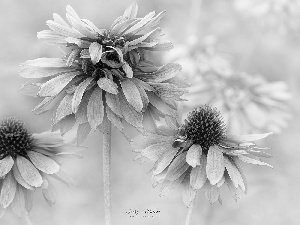 Flowers, echinacea