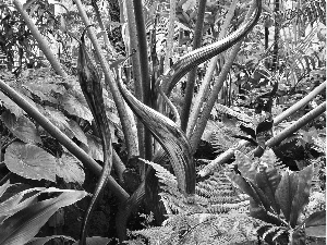 Flowers, fern, exotic