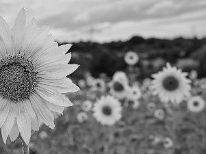 Colourfull Flowers, Field, blur, Sunflower