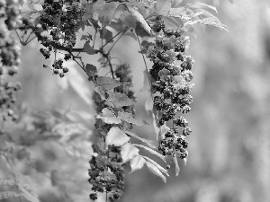 wistaria, purple, Flowers