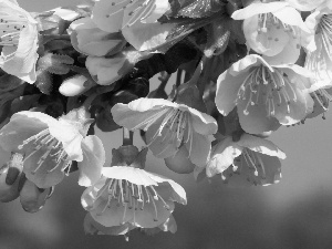 flourishing, White, Flowers, trees