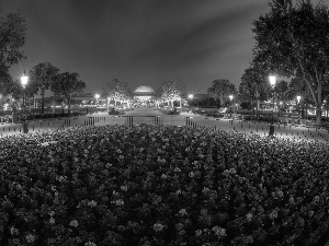 lighting, Disneyland, Flowers, flowerbed, Red, Night