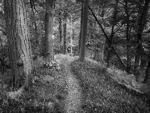 Flowers, Path, forest