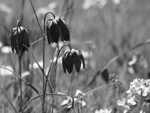 Fritillaria meleagris, Three, Flowers