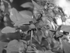 fuchsia, Flowers