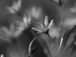 Spring, Yellow gold plating, Flowers