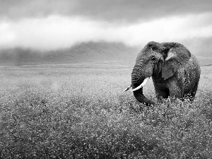 Flowers, Elephant, grass