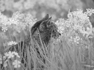 Flowers, kitten, grass