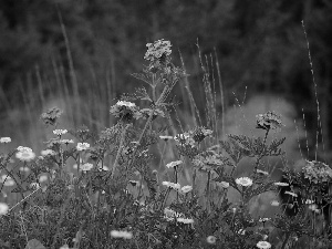 Meadow, purple, Flowers, daisies