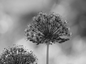 Allium, Flowers, Green Background, purple