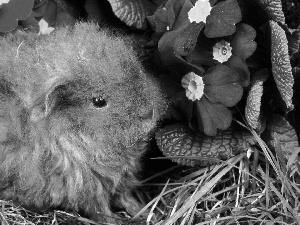 hamster, Flowers