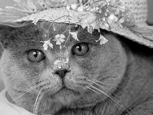 Flowers, cat, Hat