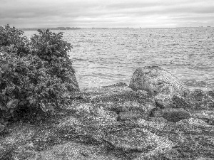 Stones, sea, Flowers, HDR, Briar, water