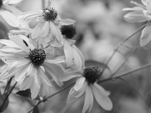 Yellow, Green-headed Coneflower, Flowers