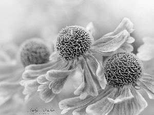 Helenium, Close, Colourfull Flowers