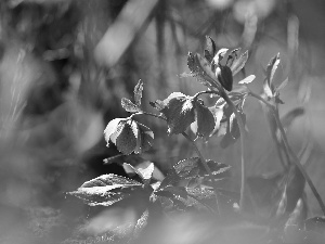 Flowers, claret, Helleborus