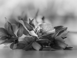 Flowers, Helleborus