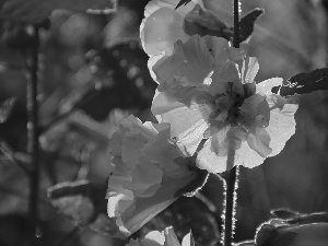 Flowers, White, Hollyhocks