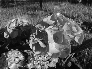 Pink, Hydrangea garden, Flowers