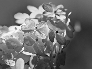 hydrangea, Flowers