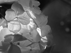 hydrangeas, Flowers