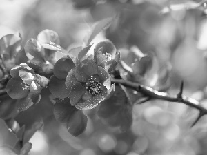 Japanese Quince, Red, Flowers