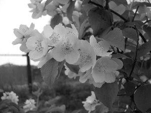 Flowers, Bush, jasmine