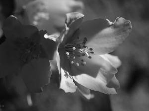 jasmine, White, Flowers, Bush